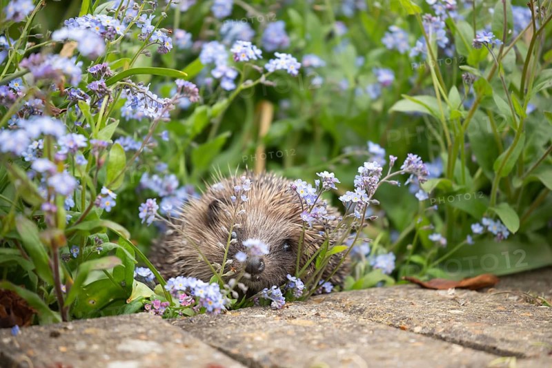 European hedgehog (Erinaceus europaeus) adult animal in a garden a flower border filled with Forget-me-not flowers in springtime, Suffolk, England, United Kingdom