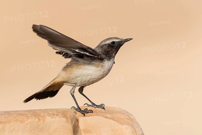 Kurdish Wheatear (Oenanthe xanthoprymna) male perched on a rock, Arava Valley, Israel