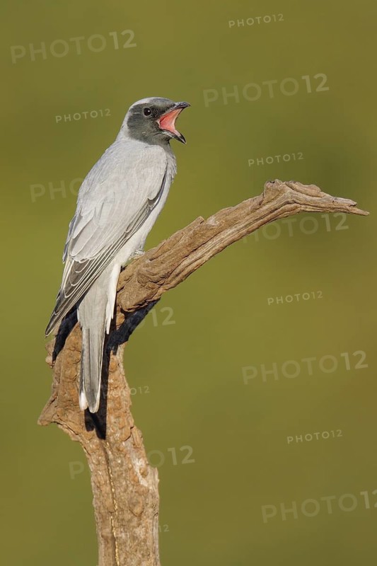 Black-faced Cuckooshrike (Coracina novaehollandiae), Western Australia, Australia