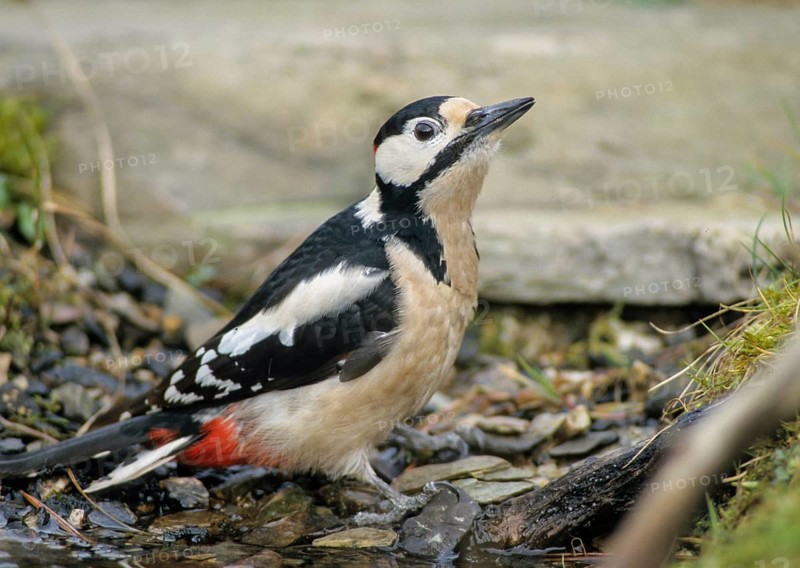 Woodpecker, Dendrocopos Major, Great Spotted Woodpecker, Birds, Leo, Male, Piciforms, Woodpeckers, Birds, Woodpecker