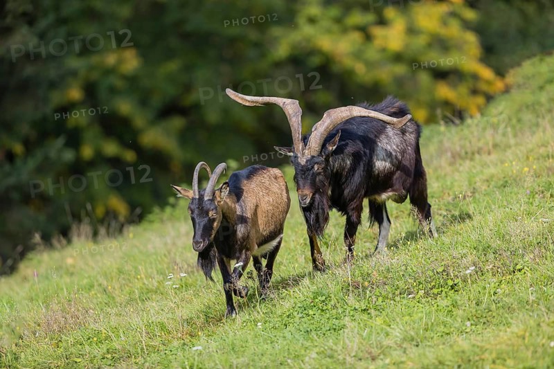 One male Tauernschecke goat, Capra aegagrus hircus, checks the readiness of a goat to mate