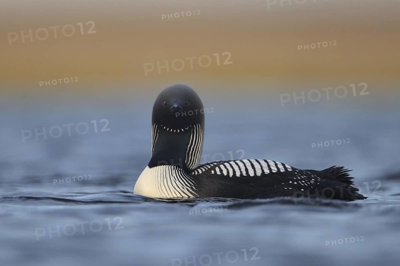 Pacific Loon (Gavia pacifica), Alaska, USA