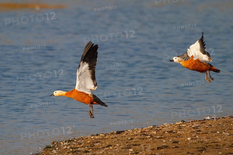 Ruddy Shelduck (Tadorna ferruginea) flying, North Rhine-Westphalia, Germany