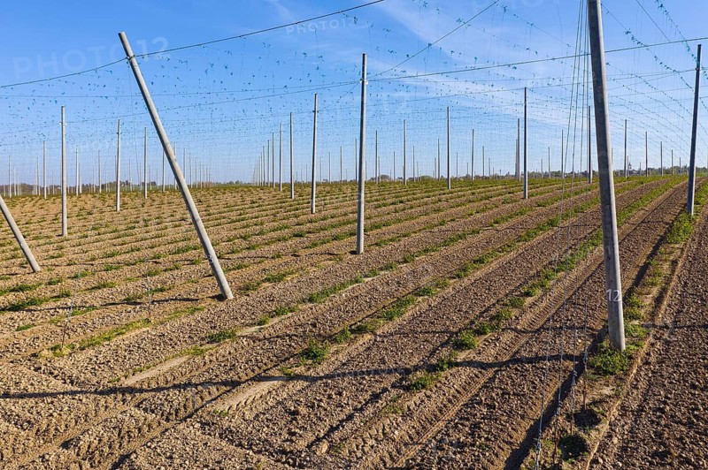 Plantation where hops (humulus) are grown, Scharfenberg, Klipphausen, Saxony, Germany