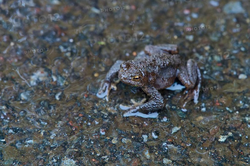 A toad sits on a rain-soaked road surrounded by small puddles and wet asphalt, Queens View, Fincastle, Pitlochry, Scotland, United Kingdom, Great Britain