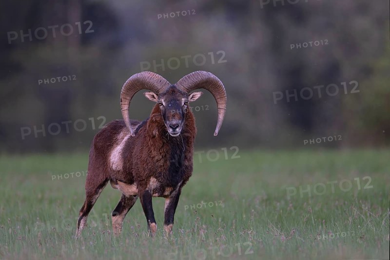 European mouflon (Ovis gmelini musimon, Syn.: Ovis orientalis musimon, Ovis aries musimon), Gerolstein, Eifel, Rhineland-Palatinate, Germany