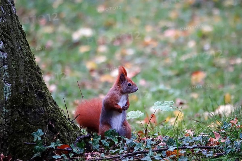 Squirrel (Sciurus vulgaris) in a park, November, Germany