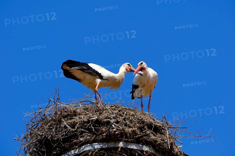 White storks (Ciconia ciconia), stork, pair of storks at their nest, nest, blue sky