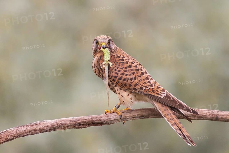 Common Kestrel (Falco tinnunculus) female perched on a branch with a lizard in its beak, Subotica, Serbia