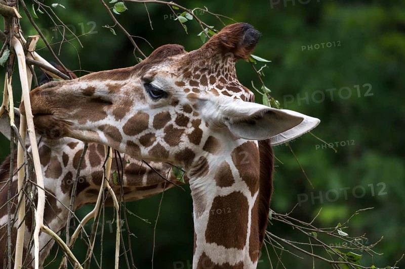 Reticulated giraffe (Giraffa reticulata) at the feeding basket, Nuremberg Zoo, Middle Franconia, Bavaria, Germany