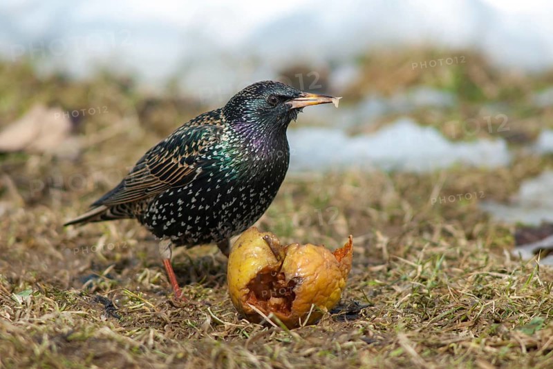Star, Starling, Sturnus Vulgaris, Birds, Garden, Meadow Orchard, Passeri, Songbirds, Orchard, Birds, Winter