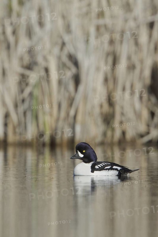 Barrow's Goldeneye (Bucephala islandica) male, British Columbia, Canada