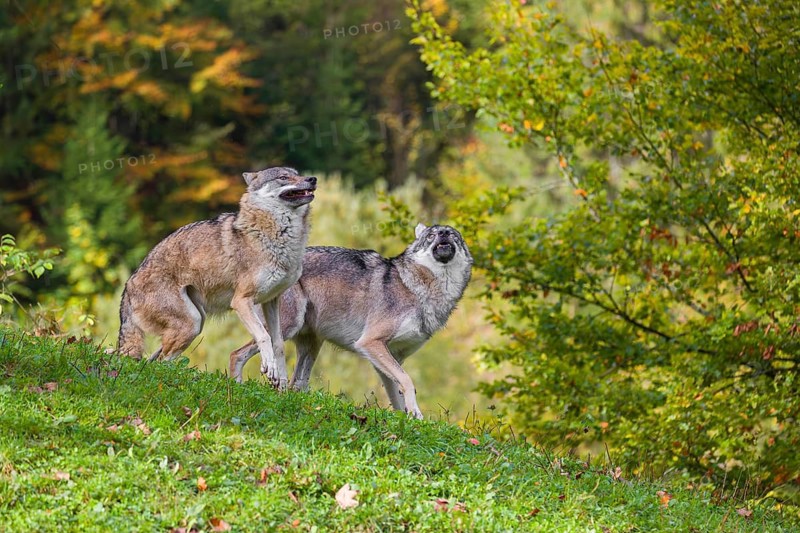 Two Eurasian gray wolves (Canis lupus lupus) play with each other in a meadow on a hill