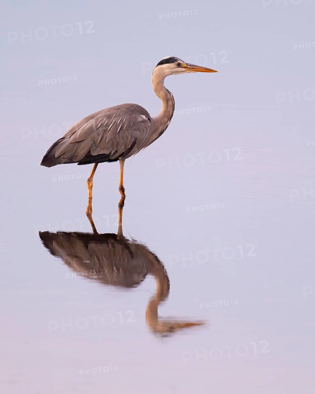 Grey heron (Ardea cinerea) standing in the shallow water zone of a lake, warm morning light, Lower Saxony, Germany