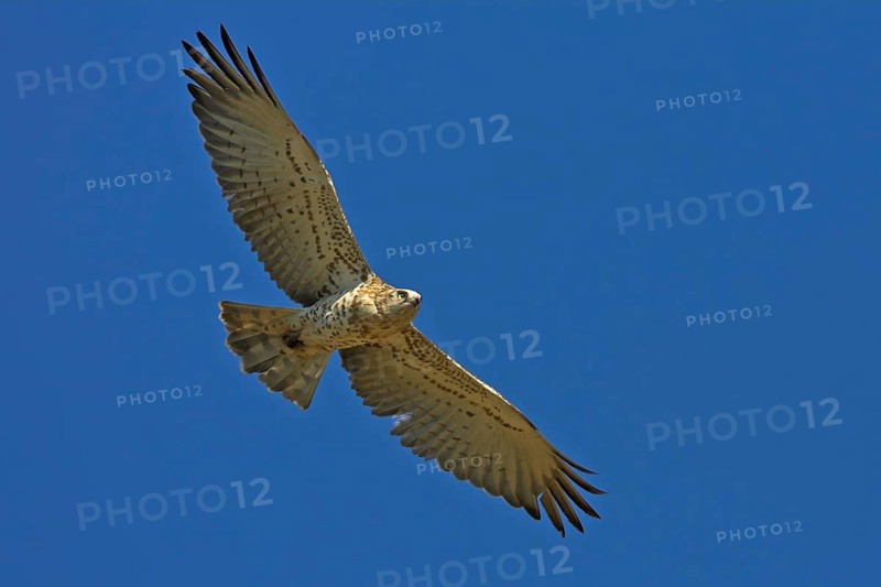 Short-toed Snake Eagle (Circaetus gallicus), Rhineland-Palatinate, Germany