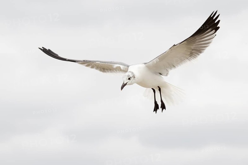 Laughing Gull (Leucophaeus atricilla) flying, Florida, USA
