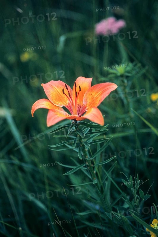 Fire Lily, Liliaceae, Lily Family, Lilium Bulbiferum, Fire Lily, Flora, High Size, Portrait, Orange Lily, Plants, Tiger Lily