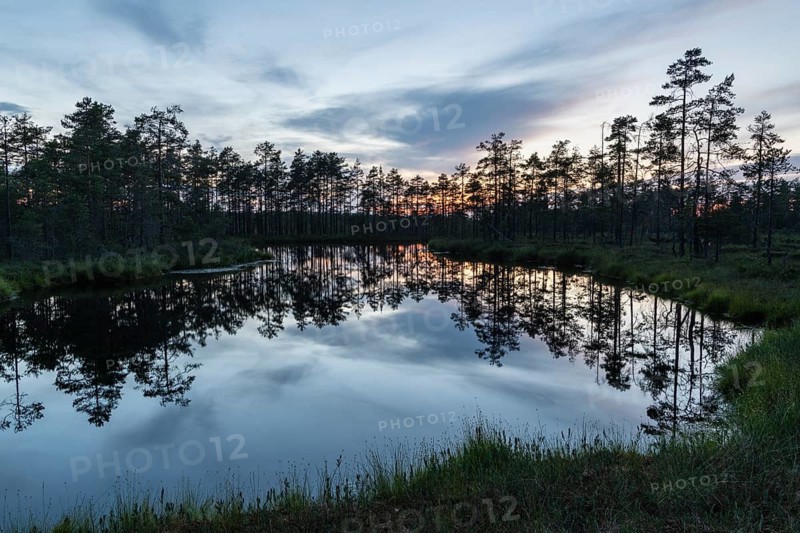 Reflection in a moor lake, Knuthöjdsmossen Nature Reserve, Västmanland, Sweden, July 2018