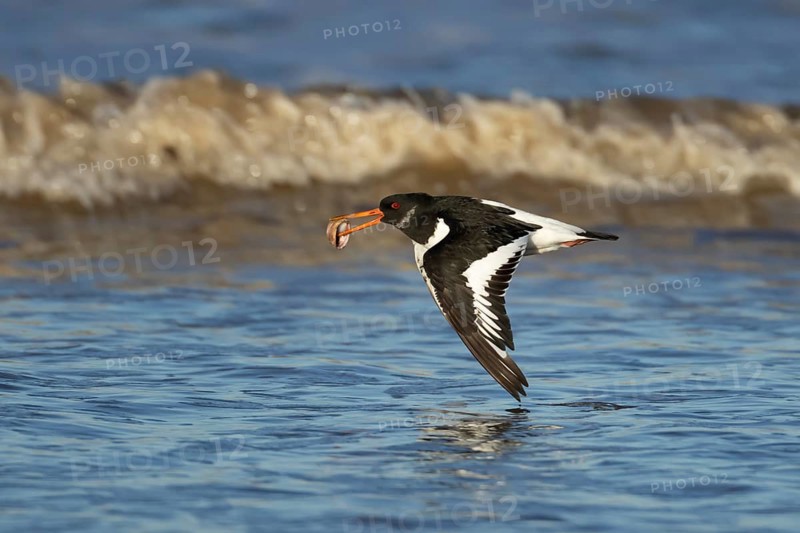 Eurasian oystercatcher (Haematopus ostralegus) adult wading bird flying with a cockle shell in its beak over a sea shoreline, England, United Kingdom
