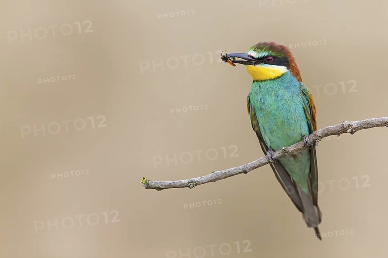 Bee-eater, (Merops apiaster), Animals, Birds, Raptor family, Perching station, Muselievo, Muselievo, Pleven, Bulgaria