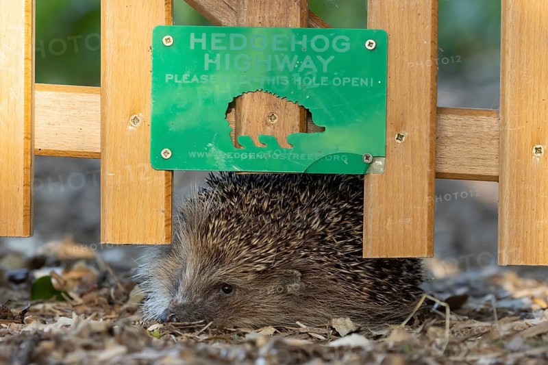 European hedgehog (Erinaceus europaeus) adult mammal walking through a Hedgehog highway hole in a garden fence, England, United Kingdom
