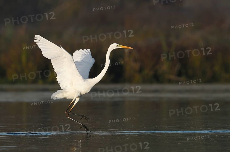 Great White Egret (Ardea alba), taking flight, North Rhine-Westphalia, Germany