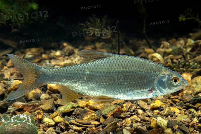 Roach, rutilus rutilus, swan, feather, fish, fishes, pisces