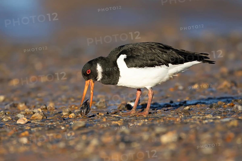 Eurasian oystercatcher (Haematopus ostralegus) adult wading bird feeding on a mussel shell on a shoreline, England, United Kingdom