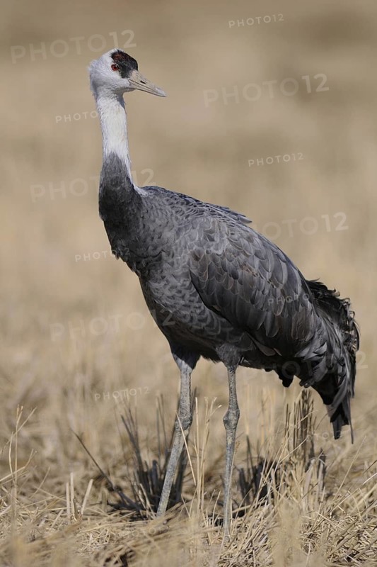 Hooded Crane (Grus monacha), Arasaki, Japan