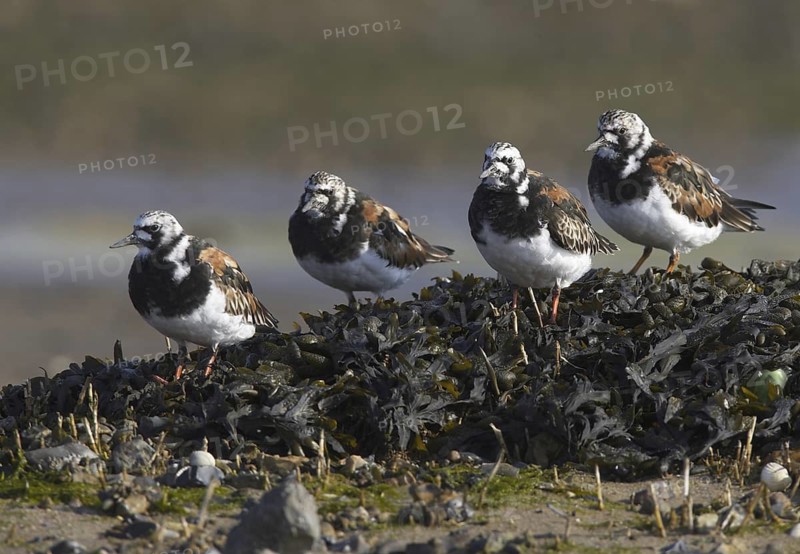Ruddy Turnstone (Arenaria interpres), Schleswig-Holstein, Germany