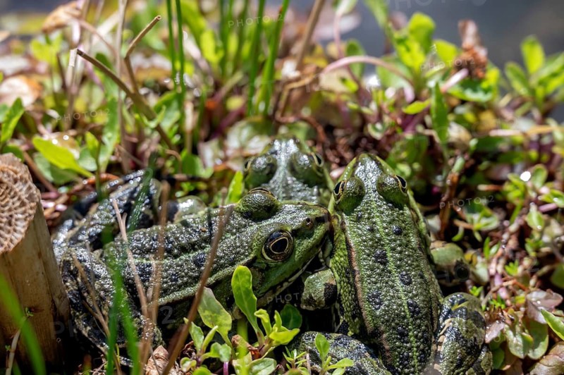 Pond frogs (Pelophylax esculentus) in a garden pond, Botanical Garden, Erlangen, Middle Franconia, Bavaria, Germany