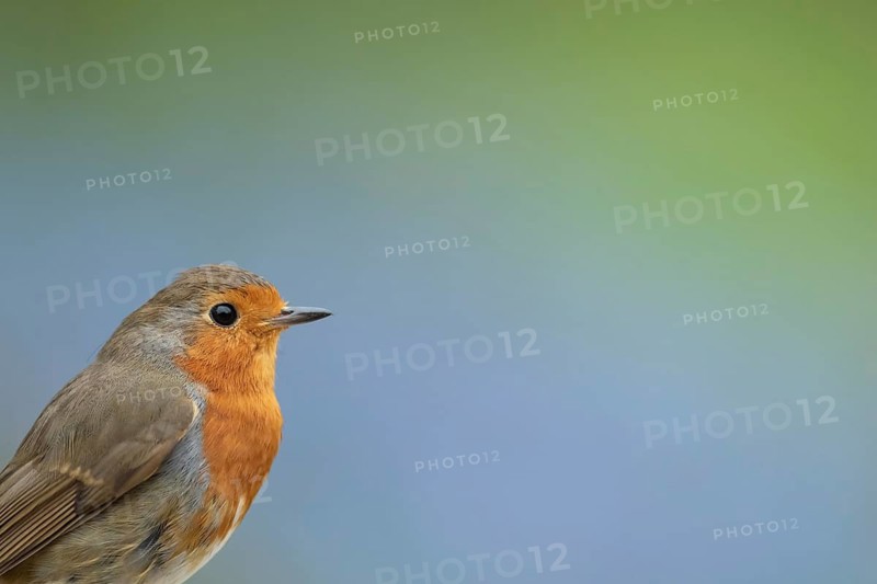 European robin (Erithacus rubecula) adult garden bird head portrait, Suffolk, England, United Kingdom