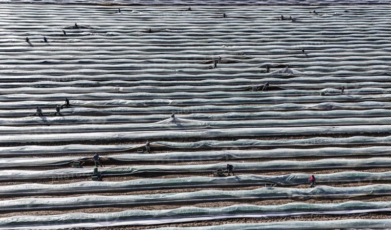 The first asparagus is harvested from a foil-covered asparagus field, Beelitz, 26/03/2024