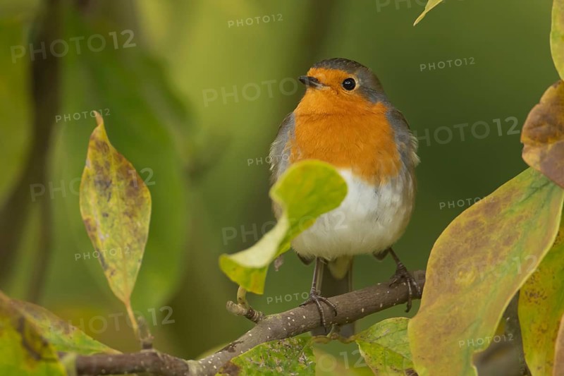 European robin (Erithacus rubecula) adult garden bird in a magnolia tree with autumn colour leaves, England, United Kingdom