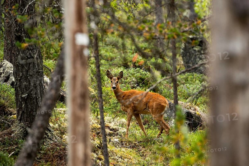 Wild deer in Furulunden forest, Mandal, Norway. Trees in the background, evening light in spring. Furulunden is a small pine forest near the city center of Mandal