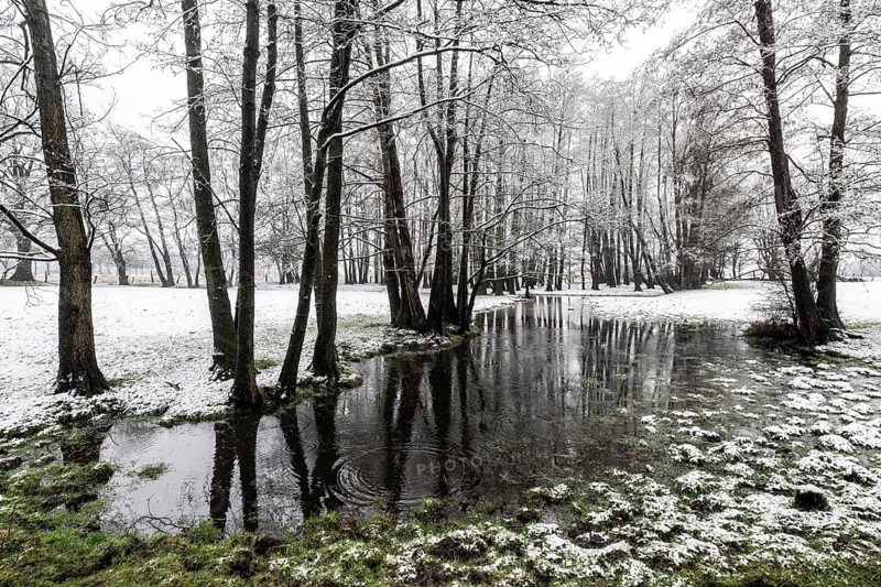 Black alder (Alnus glutinosa) in a snowy floodplain landscape, Emsland, Lower Saxony, Germany