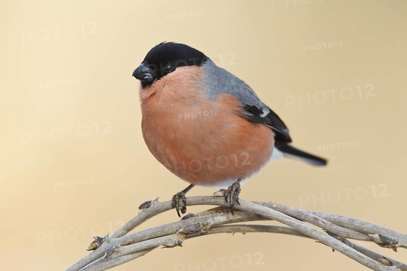 Eurasian Bullfinch (Pyrrhula pyrrhula) male, Rhineland-Palatinate, Germany