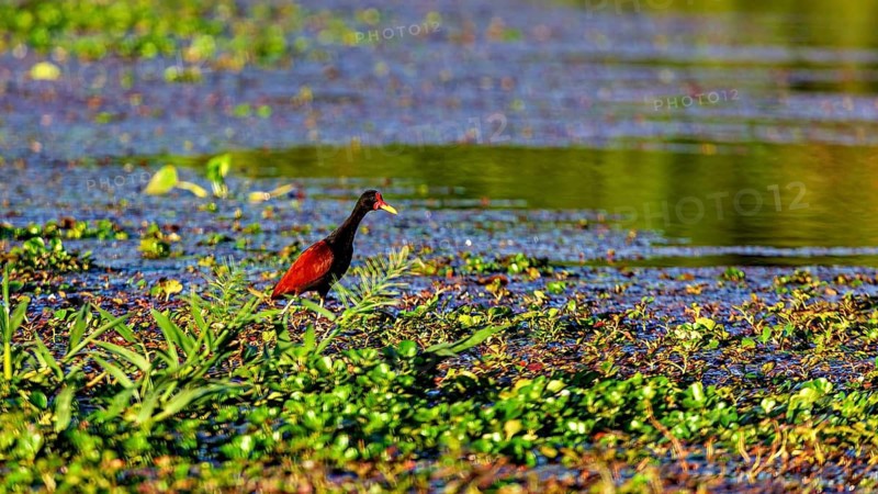 A red bird strolls through lush aquatic vegetation by a tranquil stretch of water: a red-fronted jacana (Jacana jacana) in the Amazon Basin near Rurrenabaque in Bolivia