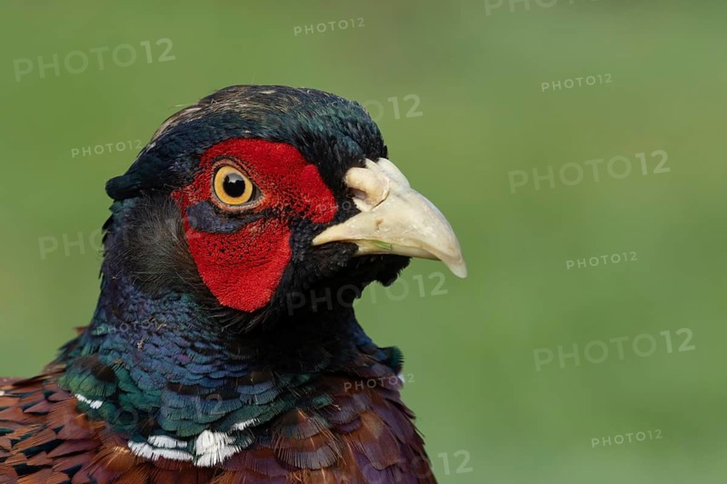 Common pheasant (Phasianus colchicus) adult male game bird head portrait, England, United Kingdom