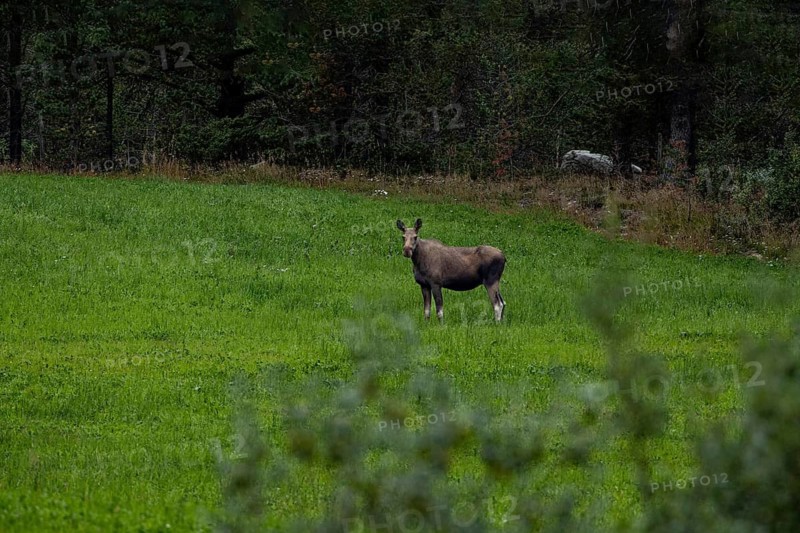A moose stands alone in a green meadow against a backdrop of dense woodland, female moose (Alces alces) in a meadow, Norway