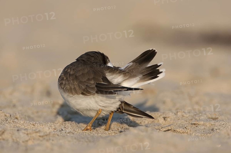 Common Ringed Plover (Charadrius hiaticula), Schleswig-Holstein, Germany