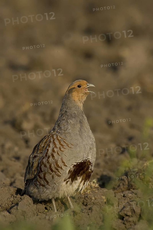 Grey Partridge (Perdix perdix) male, Lake Neusiedl, Austria