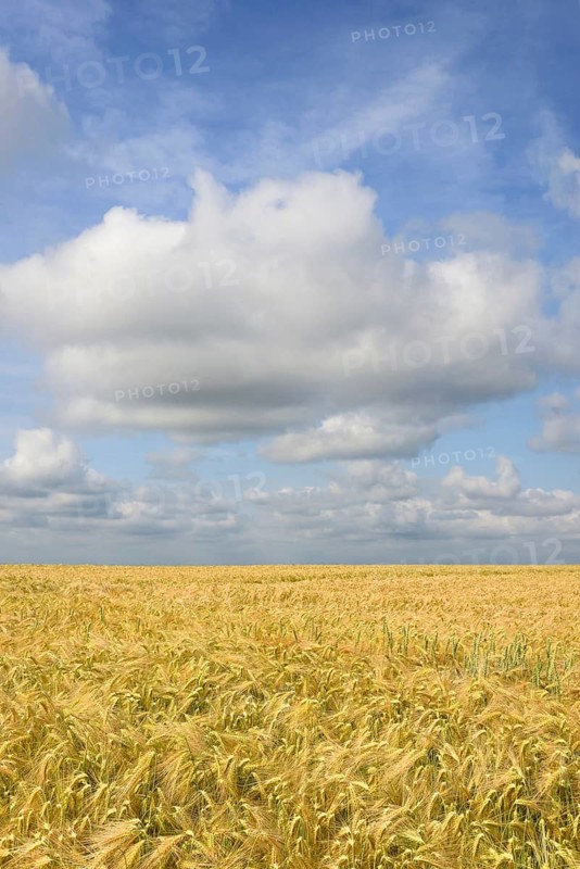 View over a grain field, barley (Hordeum vulgare), blue cloudy sky, North Rhine-Westphalia, Germany