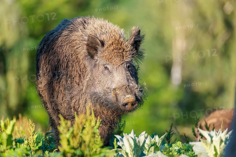 Portrait of a male wild boar (Sus scrofa) standing on a hill in a green clearing on a sunny morning. Bavaria, Germany