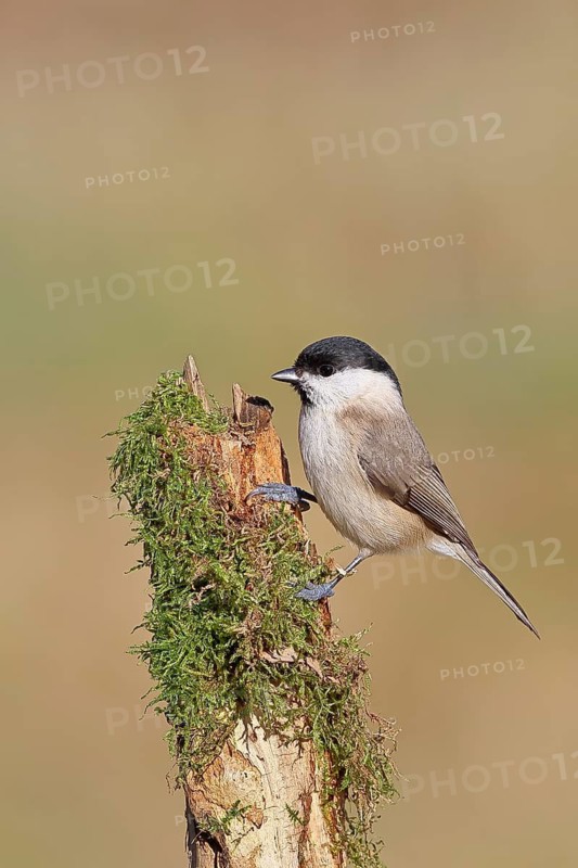 A marsh tit (Parus palustris) perched on moss-covered deadwood, Wilnsdorf, North Rhine-Westphalia, Germany