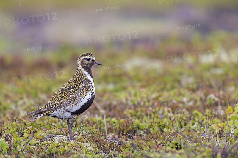 Golden plover, (Pluvialis apricaria), Charadrius apricaria, animals, birds, plover, plover family, biotope, habitat, wader, Norðurþing, Húsavík, Iceland