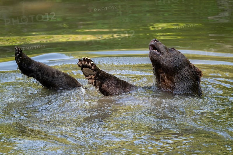 Brown bear (Ursus arctos) bathing in a pond, captive, Bavarian Forest National Park, Bavaria, Germany