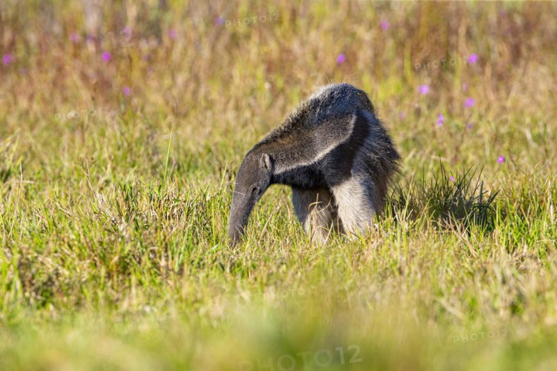 Giant anteater (Myrmecophaga tridactyla) Pantanal Brazil