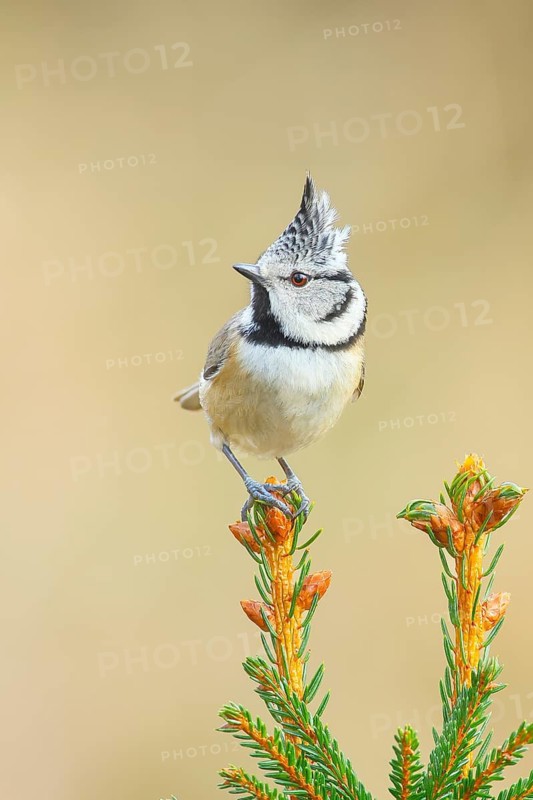 Crested Tit (Parus Scalloped ribbonfish) sitting on a spruce top, Wildlife, Animals, Birds, Titmouse, Siegerland, North Rhine-Westphalia, Germany