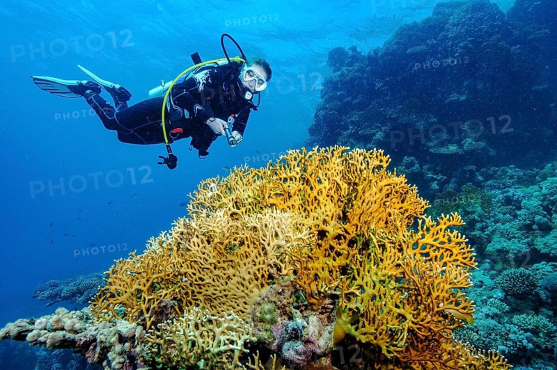 Underwater photograph: a diver observing a large, illuminated colony of stinging fire coral (Millepora dichotoma), Red Sea, Egypt